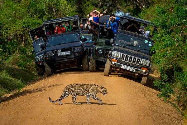 depositphotos_118878036-stock-photo-leopard-crossing-the-road-in