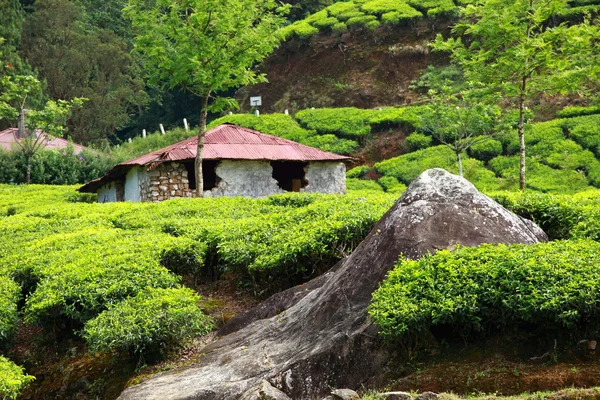 depositphotos_14194528-stock-photo-landscape-of-green-tea-plantations