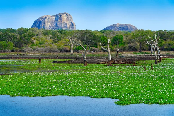 depositphotos_145921599-stock-photo-yala-national-park