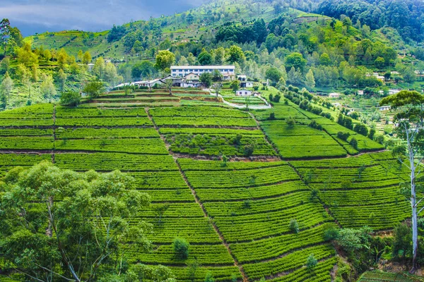 depositphotos_190410398-stock-photo-green-tea-plantation-in-sri