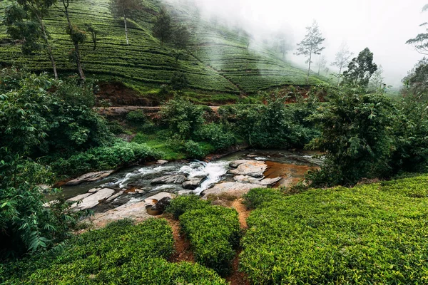 depositphotos_251012720-stock-photo-mountain-river-tea-plantations-large