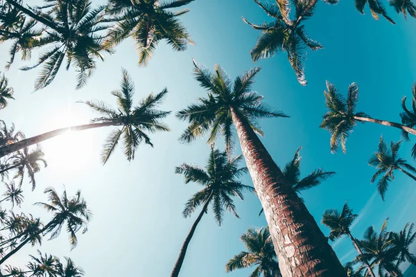 depositphotos_255157912-stock-photo-view-coconut-trees-seaside-blue