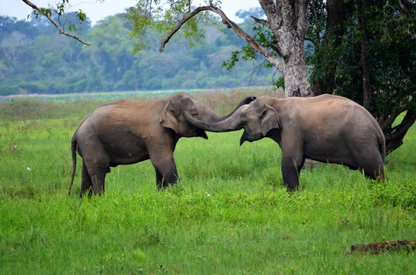 depositphotos_27584561-stock-photo-elephants-in-love-srí-lanka