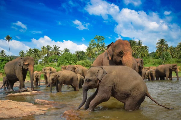 depositphotos_32879559-stock-photo-elephants-in-the-river