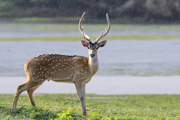 depositphotos_345368256-stock-photo-wild-spotted-deer-in-yala