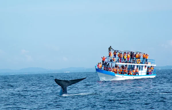 depositphotos_39143205-stock-photo-big-blue-whales-in-deep