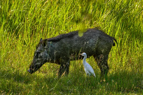 depositphotos_507019878-stock-photo-wild-boar-in-yala-west