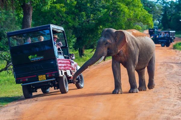 depositphotos_552298864-stock-photo-elephants-national-park