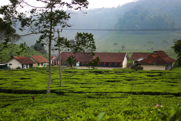 depositphotos_632495526-stock-photo-beautiful-tea-plantation-landscape-morning