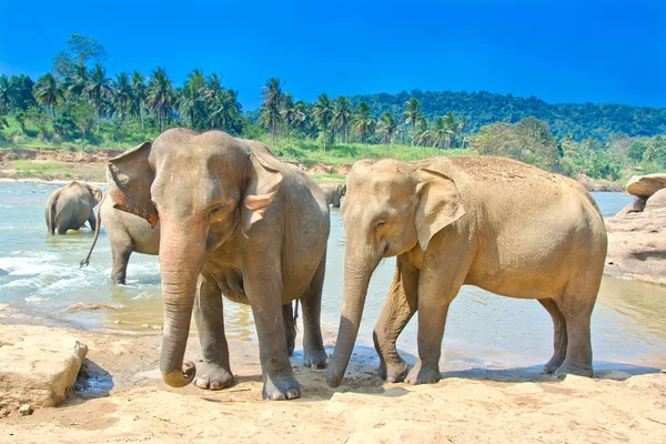 depositphotos_65534079-stock-photo-elephants-at-pinnawala-elephant-orphanage