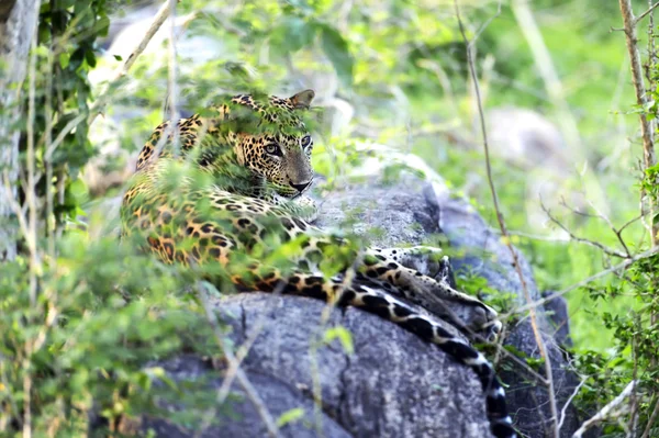 depositphotos_74038355-stock-photo-leopard