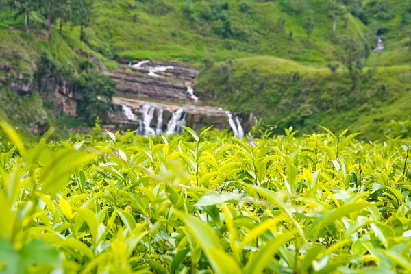 depositphotos_76512189-stock-photo-tea-plantations-in-sri-lanka