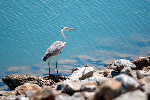 depositphotos_78035004-stock-photo-heron-by-the-lake-yala