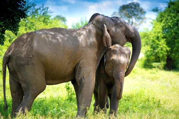 depositphotos_78035896-stock-photo-wild-elephants-in-the-jungle