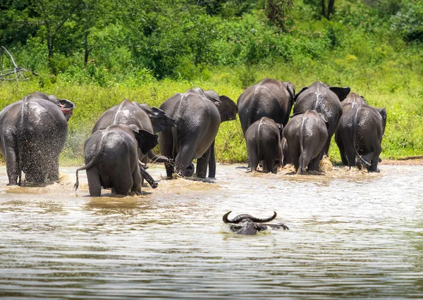 depositphotos_78035966-stock-photo-wild-elephants-in-water