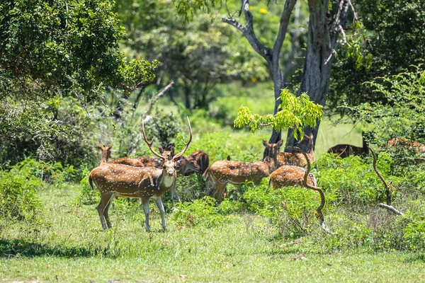 depositphotos_78036216-stock-photo-deer-group-in-national-park