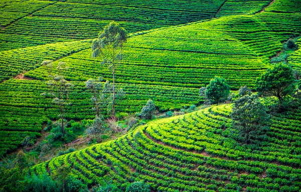 depositphotos_80564290-stock-photo-tea-plantation