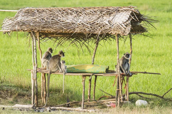 depositphotos_81395090-stock-photo-tufted-gray-langur-in-arugam