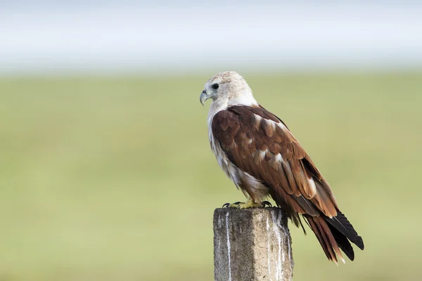 depositphotos_81464414-stock-photo-brahminy-kite-in-pottuvil-sri