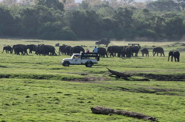 depositphotos_84139278-stock-photo-elephant-safari-in-sri-lanka