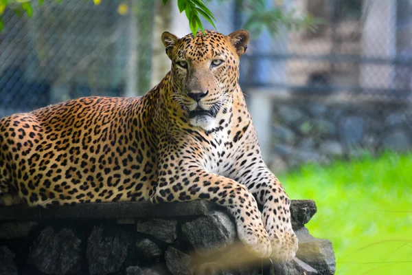 depositphotos_99941832-stock-photo-sri-lankan-endemic-leopard-at