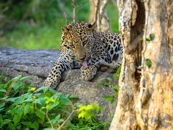 wildlife_srilanka_14-e1451891554308